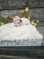 Dolly, a female Shorkie for sale in Blairsville, GA – 4 of 9