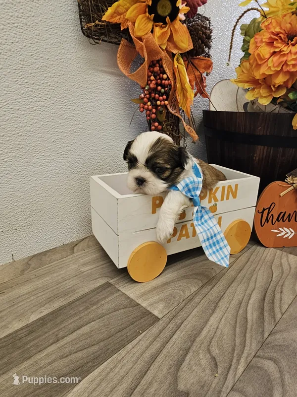 Jazz Ckc – Shih Tzu puppy for sale in Blairsville, GA