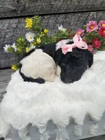 Harper Ckc, a female Poodle - Standard  for sale in Blairsville, GA – 4 of 6