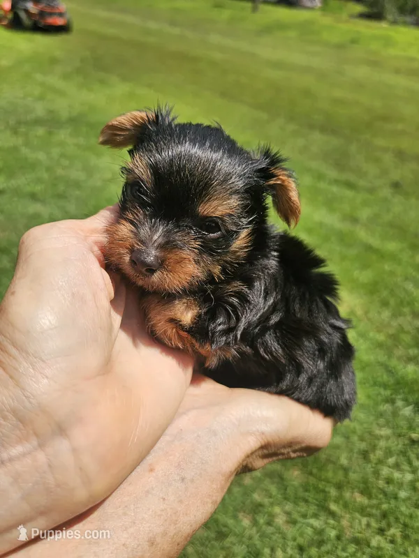 Zeke Ckc – Yorkshire Terrier puppy for sale in Blairsville, GA