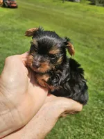 Zeke Ckc, a male Yorkshire Terrier for sale in Blairsville, GA – 1 of 4