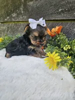 Mabel Ckc, a female Yorkshire Terrier for sale in Blairsville, GA – 4 of 4