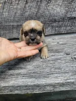 Dexter , a male Shorkie for sale in Blairsville, GA – 7 of 7