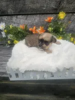 Dexter , a male Shorkie for sale in Blairsville, GA – 4 of 7