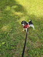 Zelda Ckc, a female Poodle - Standard  for sale in Blairsville, GA – 8 of 10