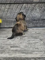 Amber, a female Shorkie for sale in Blairsville, GA – 5 of 9