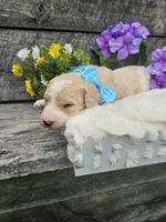 Duncan Ckc, a male Poodle - Standard  for sale in Blairsville, GA – 5 of 5