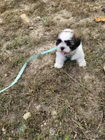 Shay Ckc, a female Shih Tzu for sale in Blairsville, GA – 10 of 10