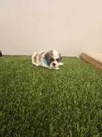 Benji Ckc, a male Shih Tzu for sale in Blairsville, GA – 6 of 10