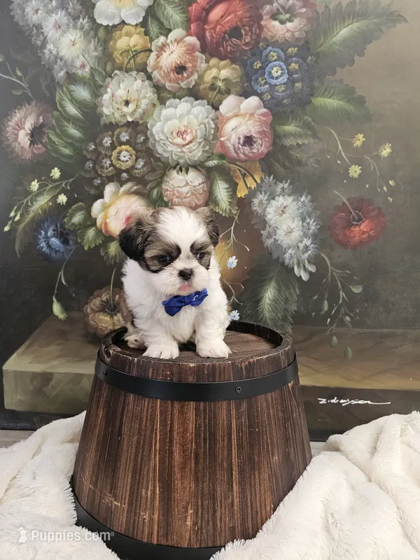 Dakota Ckc – Shih Tzu puppy for sale in Blairsville, GA