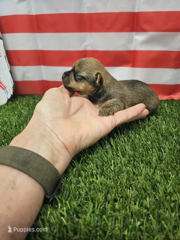 Dasher  – Yorkshire Terrier, Miniature Dachshund puppy for sale in Blairsville, GA