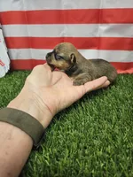 Dasher , a male Yorkshire Terrier and Miniature Dachshund for sale in Blairsville, GA – 1 of 4