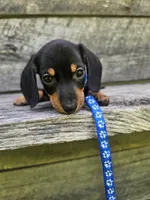 Charlie Ckc, a male Miniature Dachshund for sale in Blairsville, GA – 2 of 10