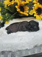 Scruffy Ckc, a male Shih Tzu for sale in Blairsville, GA – 2 of 4