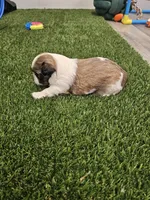 Dakota Ckc, a male Shih Tzu for sale in Blairsville, GA – 4 of 8