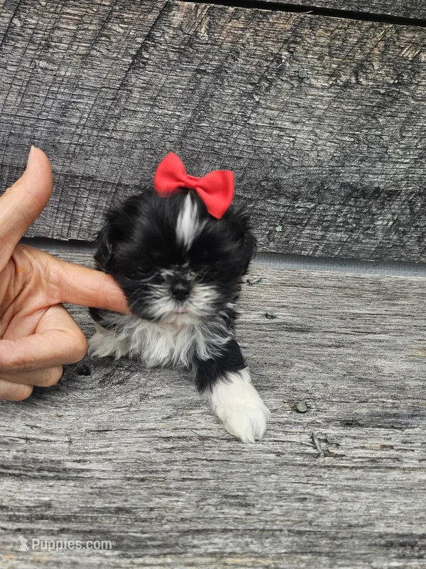 Willow Ckc – Shih Tzu puppy for sale in Blairsville, GA