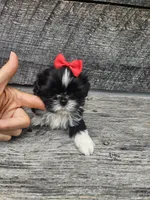 Willow Ckc, a female Shih Tzu for sale in Blairsville, GA – 2 of 8