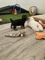 Zeke Ckc, a male Yorkshire Terrier for sale in Blairsville, GA – 6 of 9