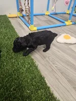 Jagger Ckc, a male Poodle - Toy  for sale in Blairsville, GA – 8 of 10