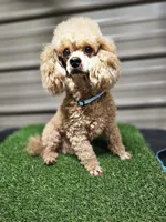 Ace Akc, a male Poodle - Toy  for sale in Blairsville, GA – 3 of 5