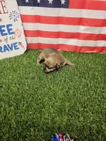 Dasher , a male Yorkshire Terrier and Miniature Dachshund for sale in Blairsville, GA – 4 of 4