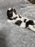 Jodie Ckc, a female Shih Tzu for sale in Blairsville, GA – 3 of 3