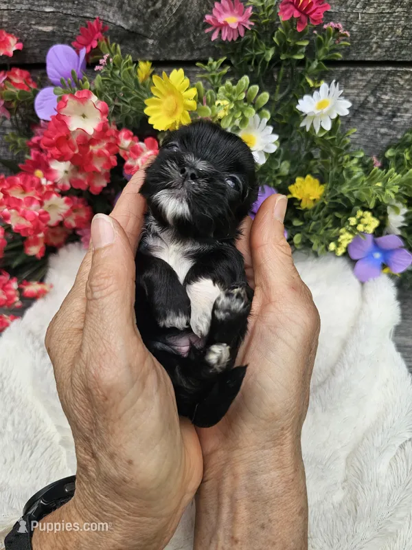 Jenny Ckc – Shih Tzu puppy for sale in Blairsville, GA