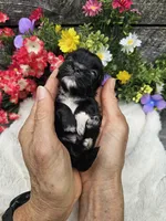 Jenny Ckc, a female Shih Tzu for sale in Blairsville, GA – 1 of 4