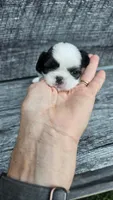 GiGi Ckc, a female Shih Tzu for sale in Blairsville, GA – 3 of 5