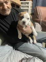 Male #2, a male American Bully for sale in Englewood, CO – 1 of 3