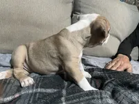 The Runt, a male American Bully for sale in Englewood, CO – 3 of 3