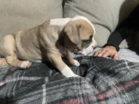 The Runt, a male American Bully for sale in Englewood, CO – 2 of 3