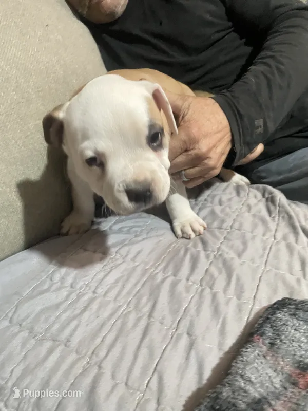 Male # 3 – American Bully puppy for sale in Englewood, CO