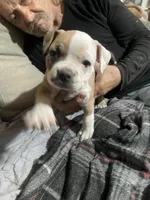 The Runt, a male American Bully for sale in Englewood, CO – 1 of 3