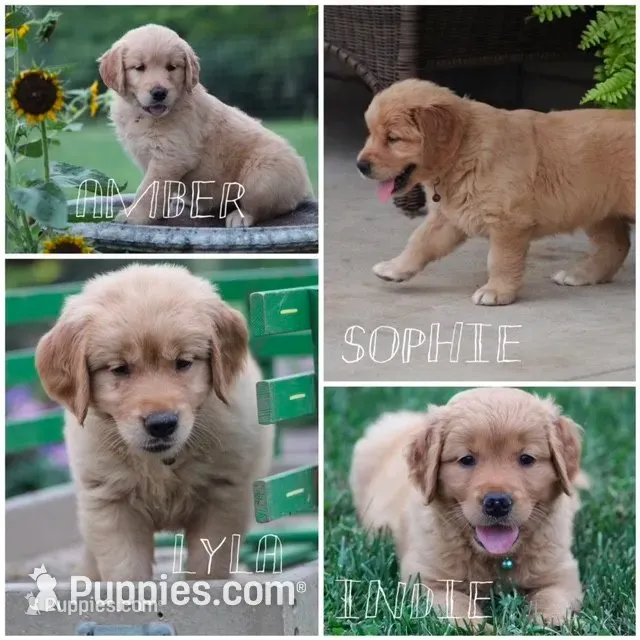 Lyla – Golden Retriever puppy for sale in Reinholds, PA
