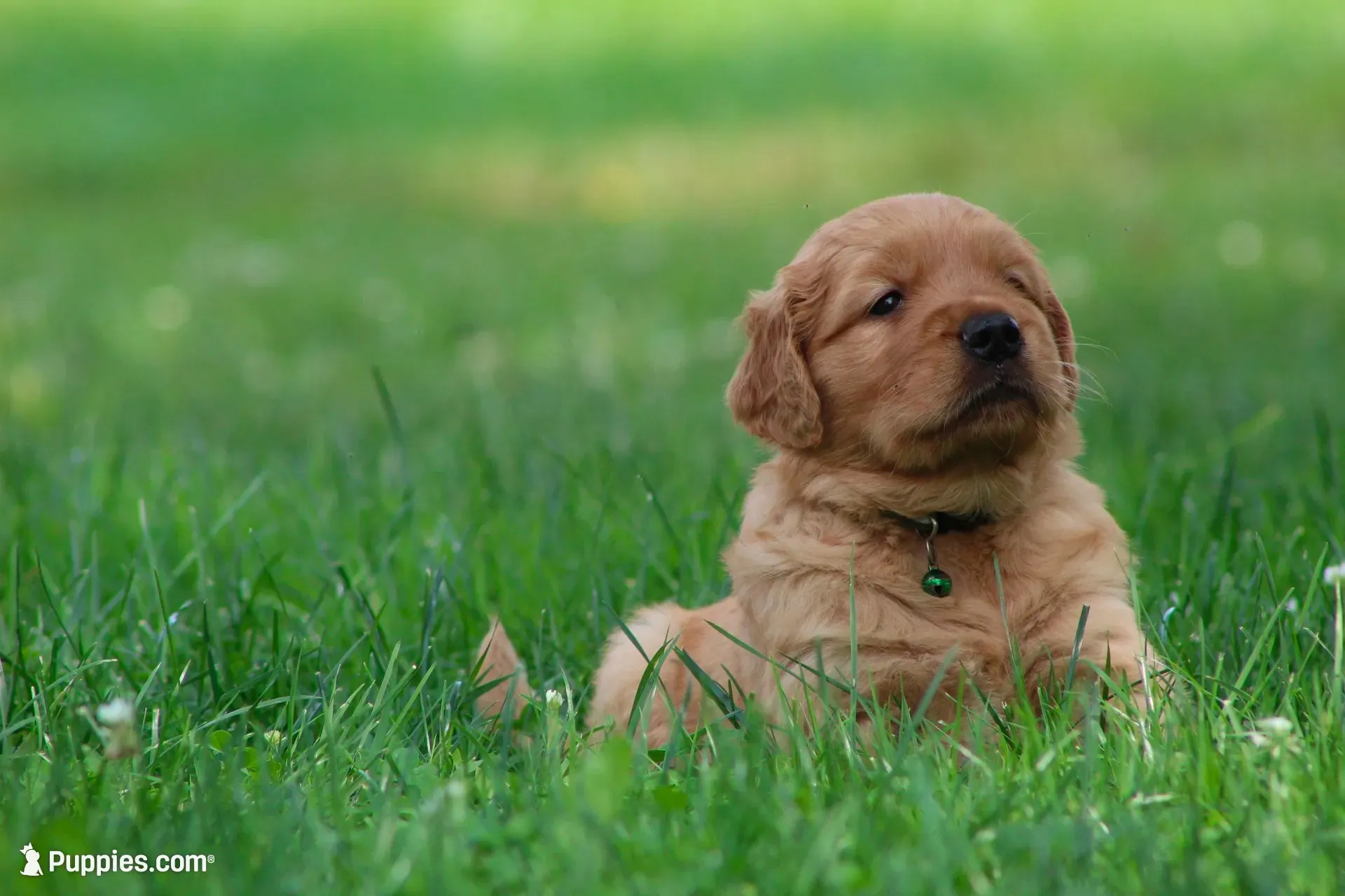 Winston, a male Golden Retriever for sale in Reinholds, PA – 4 of 6