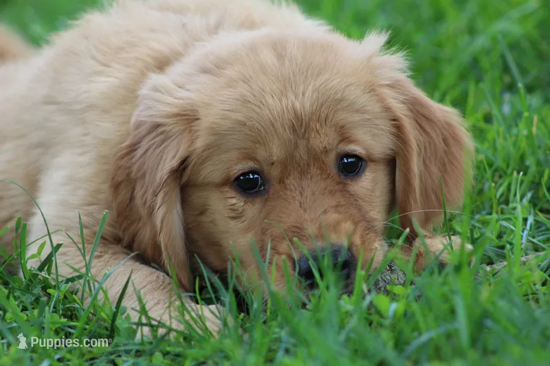 Lyla – Golden Retriever puppy for sale in Reinholds, PA