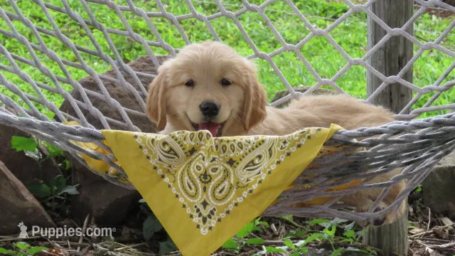 Sophie – Golden Retriever puppy on hold in Reinholds, PA