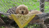 Sophie, a female Golden Retriever for sale in Reinholds, PA – 1 of 7