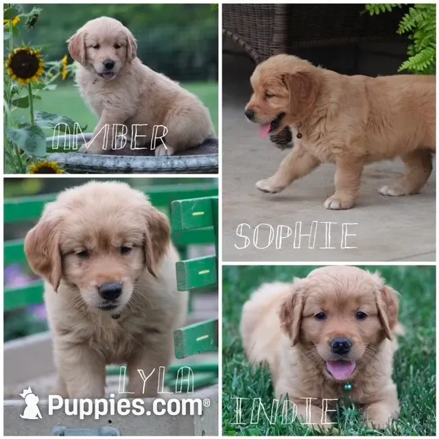 Indie, a female Golden Retriever for sale in Reinholds, PA – 8 of 10