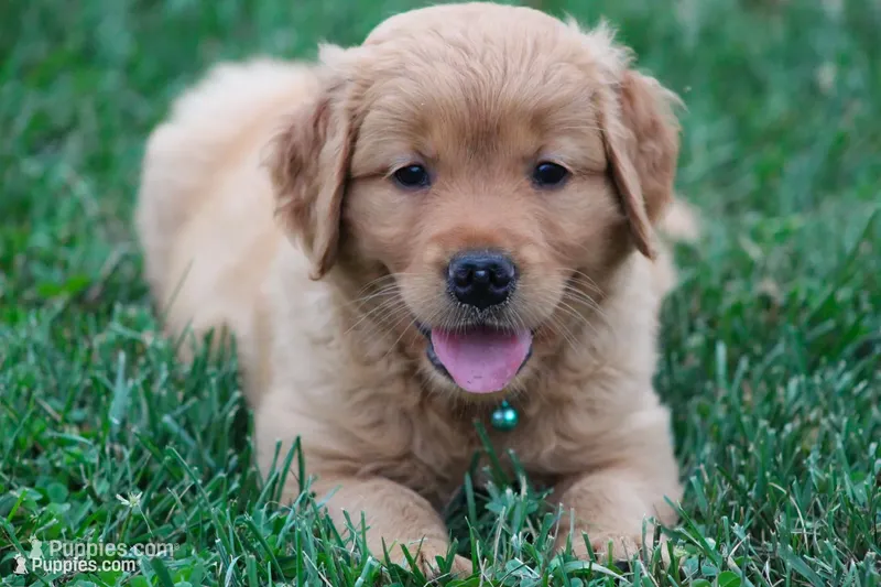Indie – Golden Retriever puppy for sale in Reinholds, PA