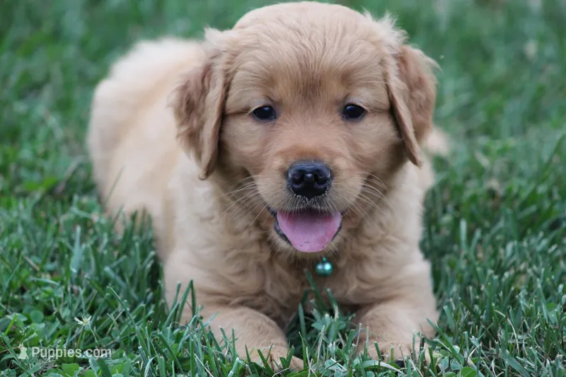 Indie – Golden Retriever puppy for sale in Reinholds, PA