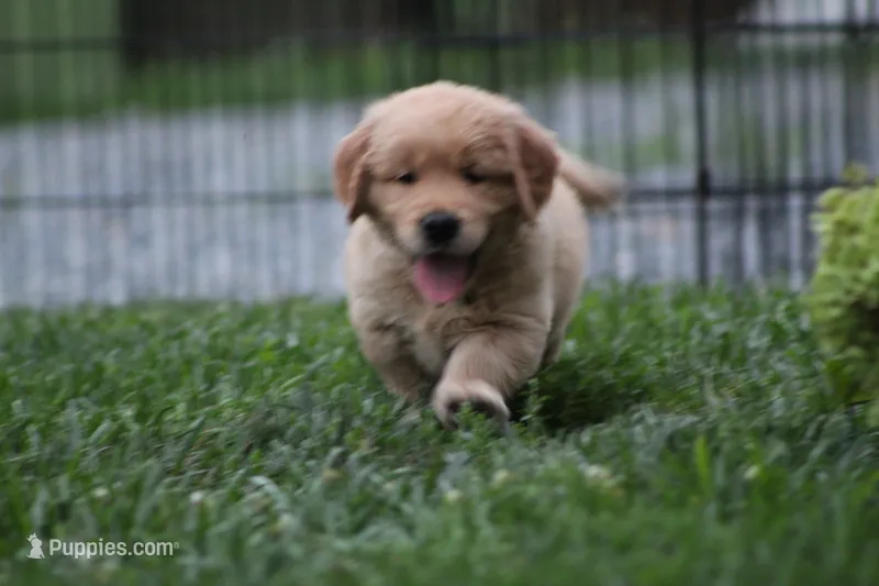 Sophie – Golden Retriever puppy for sale in Reinholds, PA