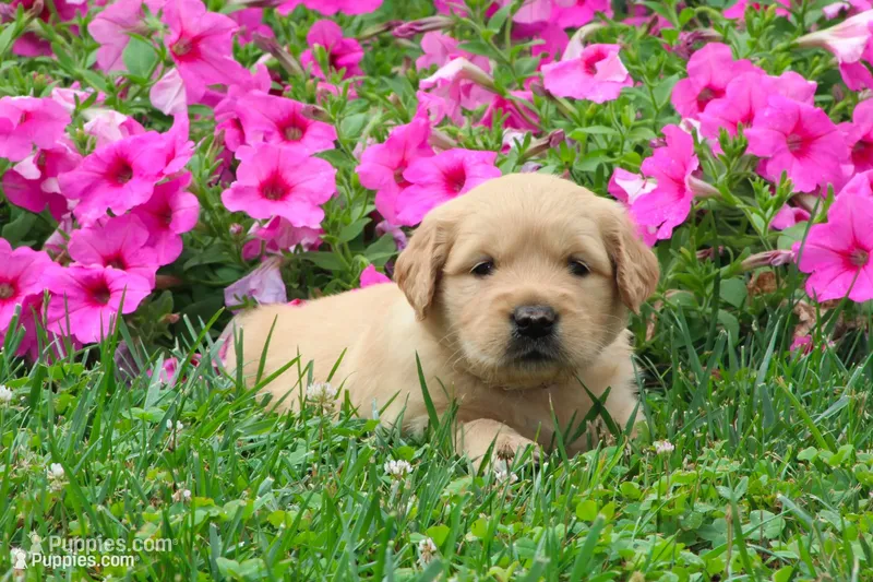 Amber – Golden Retriever puppy for sale in Denver, PA