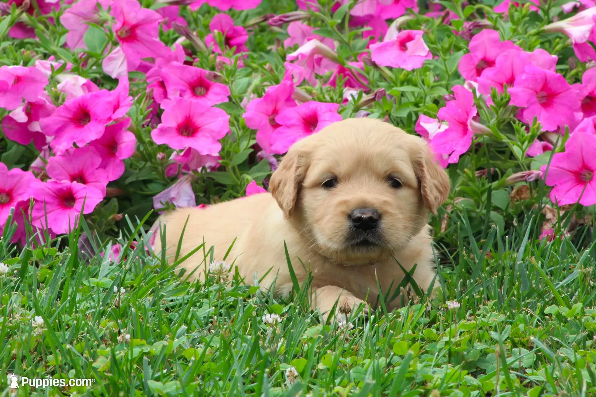 Amber, a female Golden Retriever for sale in Denver, PA – 1 of 5