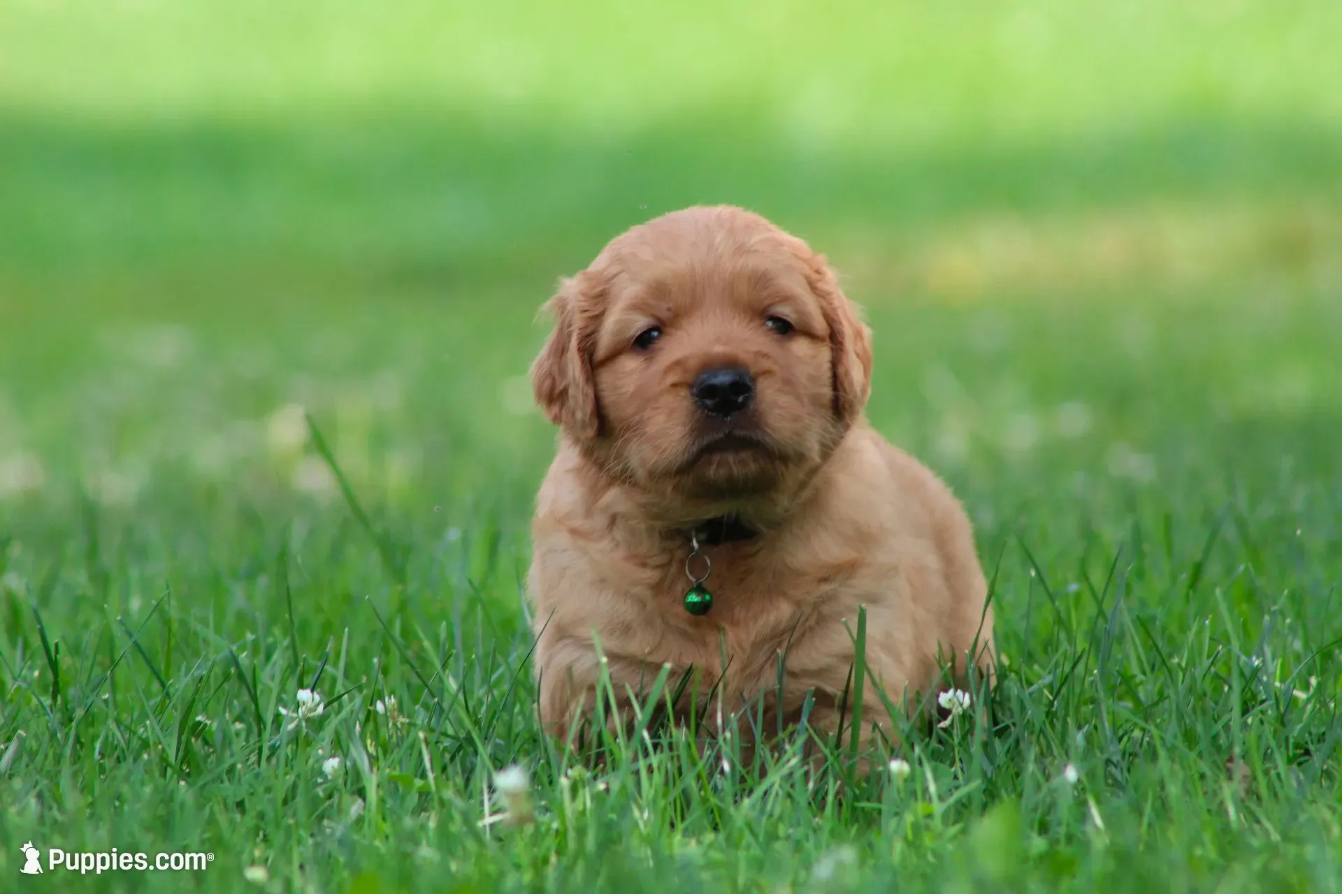Winston, a male Golden Retriever for sale in Reinholds, PA – 3 of 6