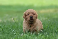 Winston, a male Golden Retriever for sale in Denver, PA – 3 of 6