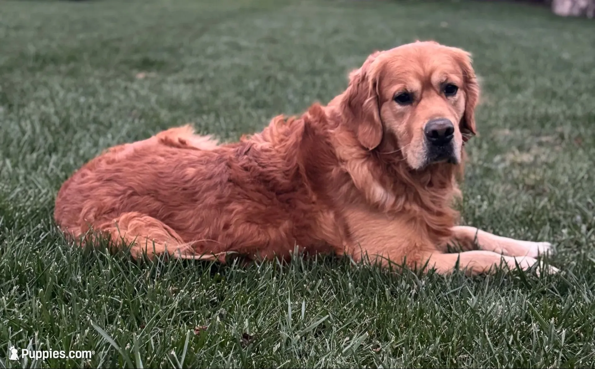 Winston, a male Golden Retriever for sale in Reinholds, PA – 6 of 6