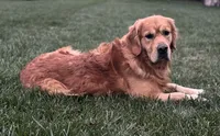 Winston, a male Golden Retriever for sale in Denver, PA – 6 of 6