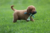 Indie, a female Golden Retriever for sale in Reinholds, PA – 5 of 10